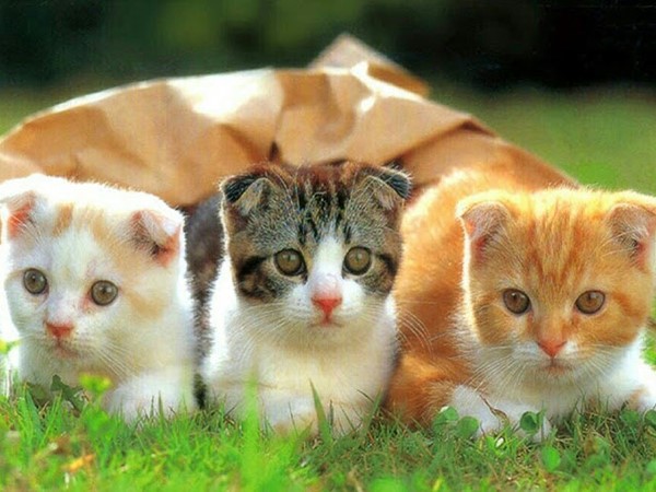 Mơ thấy 3 con mèo báo mộng điềm gì, đánh số mấy?