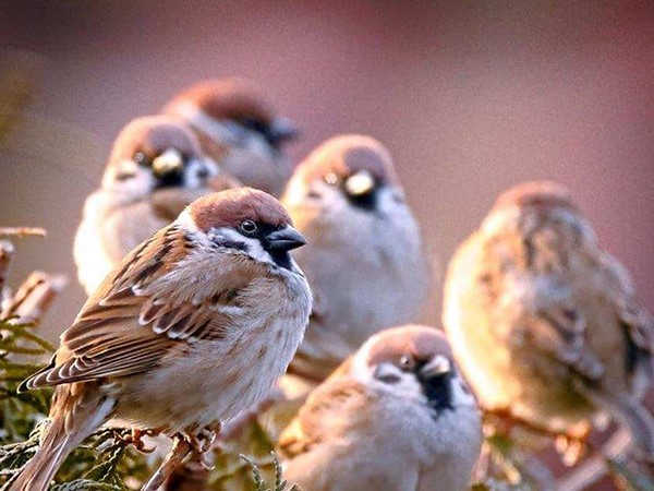 Chim sẻ số mấy? Mơ thấy chim sẻ điềm báo hên hay xui?