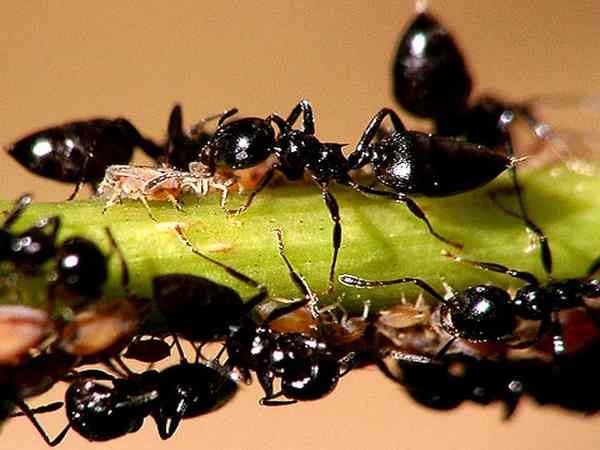 Kiến đen số mấy - Nằm mơ thấy kiến đen đánh con gì may mắn