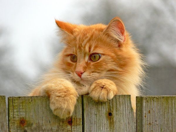 Phân tích ý nghĩa giấc mơ thấy mèo vàng dự báo may mắn hay tai họa sắp tới?