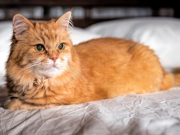 Ngủ mơ thấy mèo vàng lành hay dữ đánh con gì sinh sôi tài lộc?